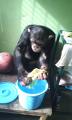 <b>チンパンジー</b>の雑巾しぼり 那須モンキーパーク スタッフブログ