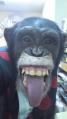 <b>チンパンジー</b>のトレーニング 那須モンキーパーク スタッフブログ