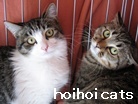 ｈoihoi cats