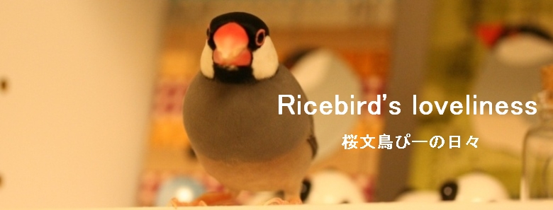 Ricebird's loveliness