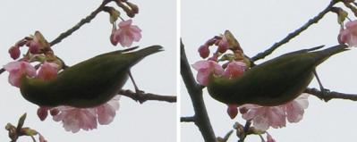 河津桜とメジロ 平行法ステレオ立体３Ｄ写真