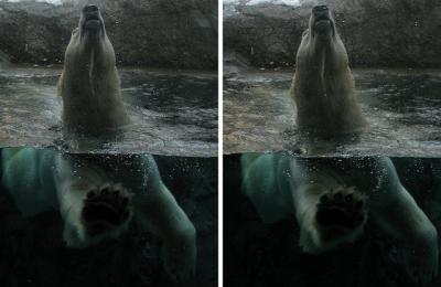 旭山動物園のシロクマ 平行法3Dステレオ立体写真