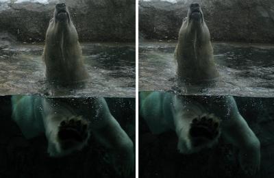 旭山動物園のシロクマ 交差法3Dステレオ立体写真
