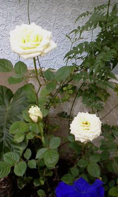 P2011_0519_145511 バラ　ホワイト
