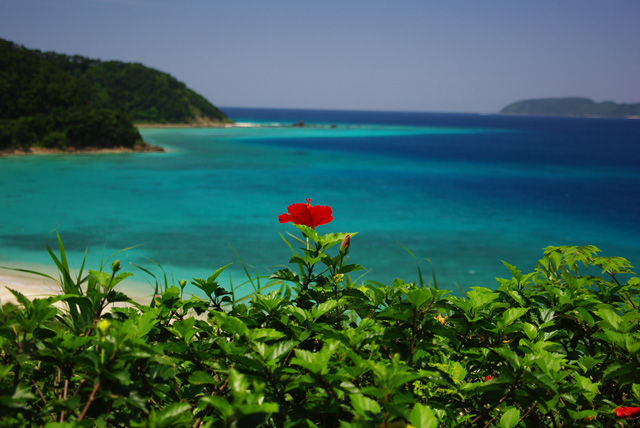 赤花と青い海