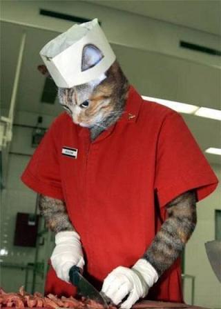 水産加工会社に勤務する猫
