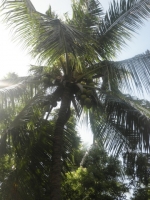 ココヤシの木