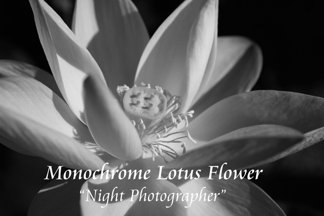 Monochrome Lotus Flower　1