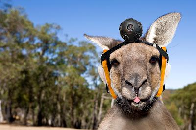 Kangaroo with head camera