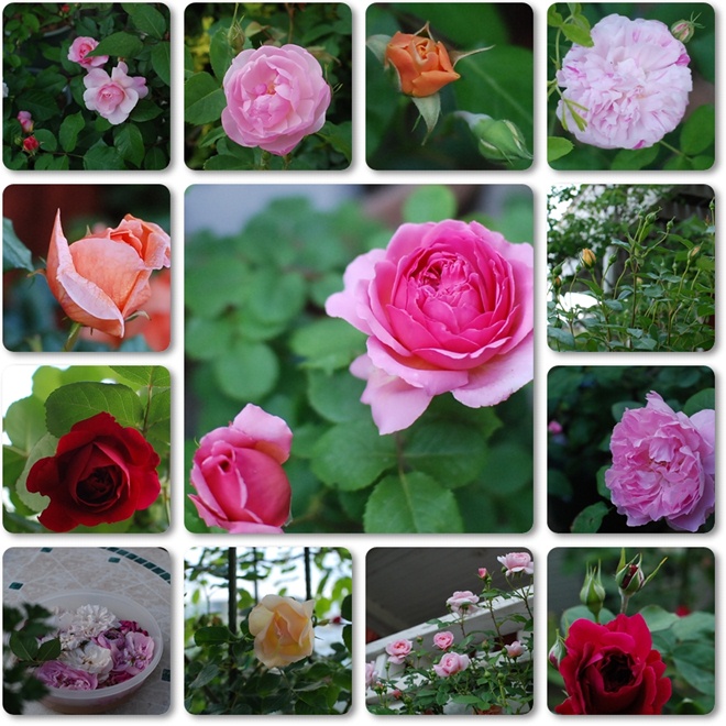 roses.jpg