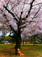 狭山公園桜