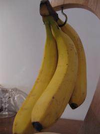 高地栽培バナナ２