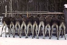 220px-Young-Moose-Eating-Oats-sw84-37.jpg