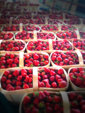 strawberries @ Jean Talon Market