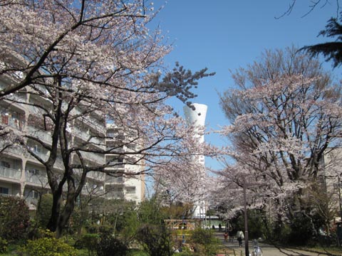 八幡山団地給水塔と桜