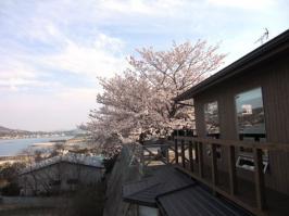 4月すぐの桜