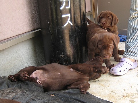 20110520awaji-pups1.jpg