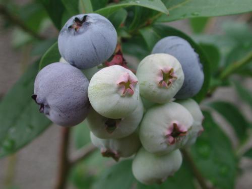 blue berry 2011