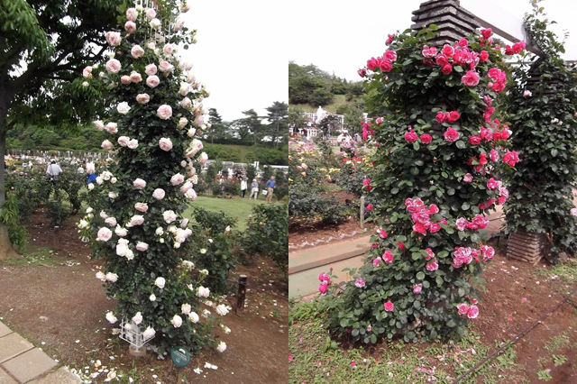 ikutaryokuchi-rose-garden-2011-spring-1.jpg