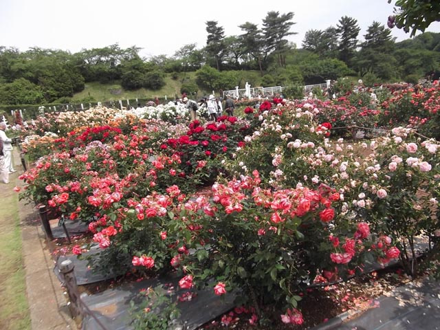 ikutaryokuchi-rose-garden-2011-spring-5009.jpg