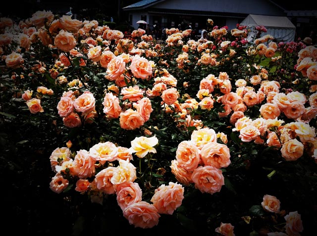 ikutaryokuchi-rose-garden-2011-spring-kakou-0377.jpg