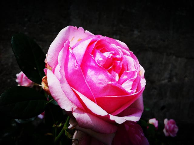 ikutaryokuchi-rose-garden-2011-spring-kakou-0382.jpg