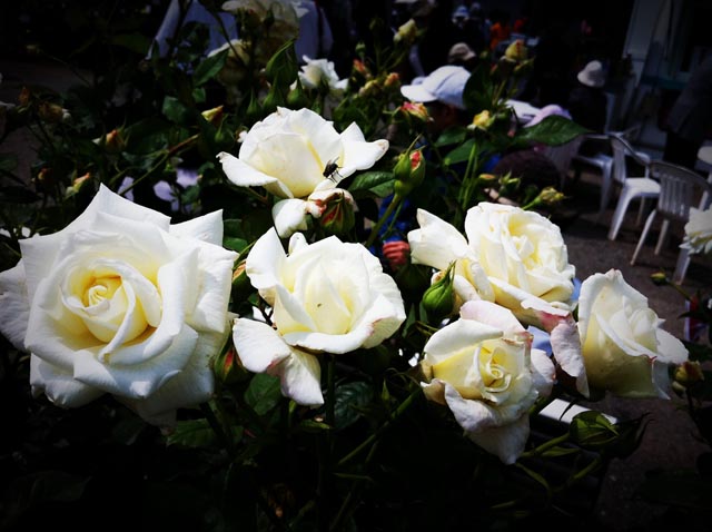 ikutaryokuchi-rose-garden-2011-spring-kakou-0383.jpg