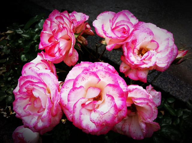 ikutaryokuchi-rose-garden-2011-spring-kakou-0385.jpg
