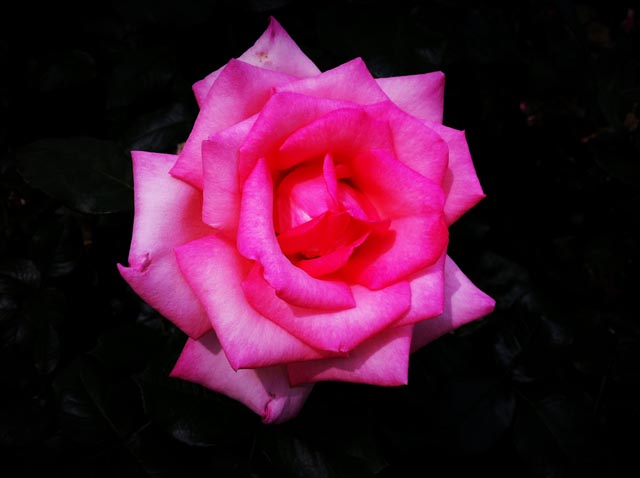 ikutaryokuchi-rose-garden-2011-spring-kakou-0386.jpg