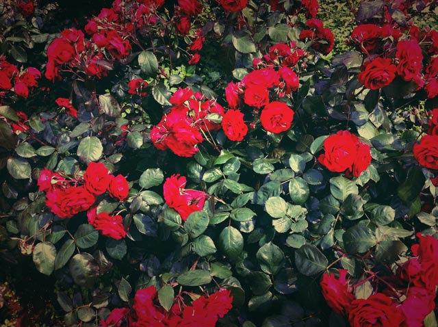 ikutaryokuchi-rose-garden-2011-spring-kakou-0391.jpg
