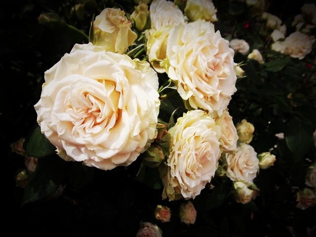 ikutaryokuchi-rose-garden-2011-spring-kakou-0396.jpg