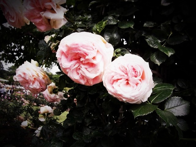 ikutaryokuchi-rose-garden-2011-spring-kakou-0397.jpg