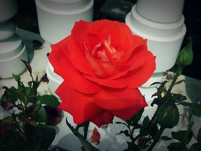 ikutaryokuchi-rose-garden-2011-spring-kakou-0398.jpg