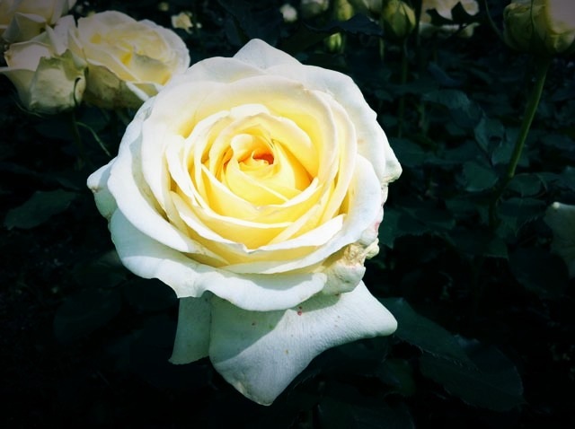 ikutaryokuchi-rose-garden-2011-spring-kakou-0399.jpg