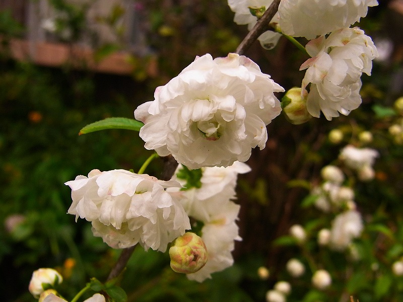 ニワザクラ(庭桜)