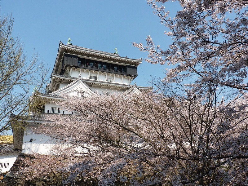 小倉城のサクラ