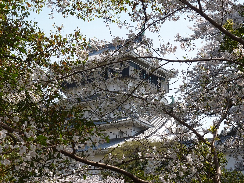 小倉城のサクラ