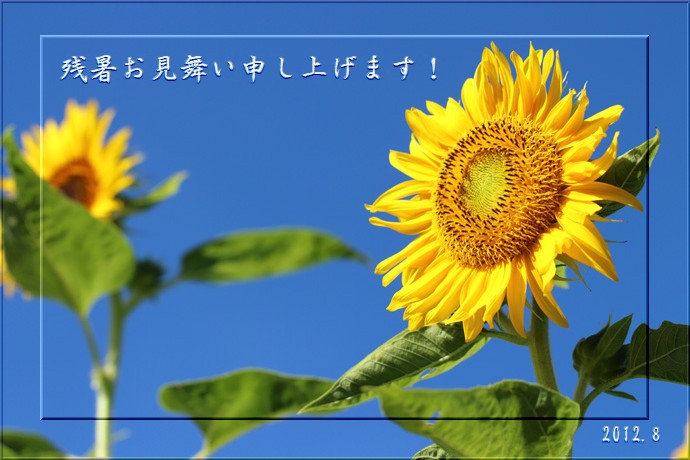 2012_Sunflower-JTrim.jpg