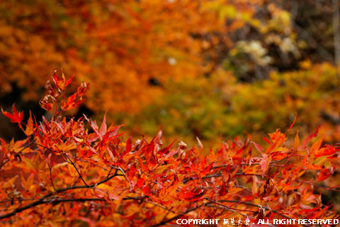 鹿又川渓谷の紅葉