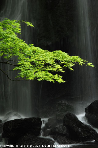 深緑の達沢不動滝