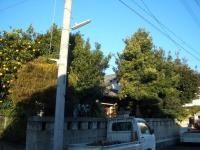 埼玉県さいたま市浦和区 高木枝下し 枝切り 伐採