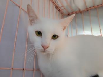 2009年11月7日木更津から保護されてきた白猫ちゃん。2010年9月17日里親さんのお家にもらわれていく。