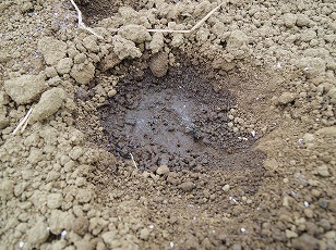 ブロッコリー　植え穴に水を注ぐ