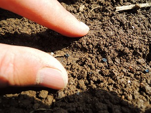 タマネギ　Ｏ－Ｐ黄　種まき　土をかぶせる　（１）