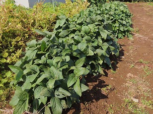 エダマメ　たのくろ豆　栽培地