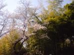 竹林公園にて花見（平成２３年４月５日）