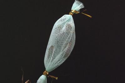 Albuca concordiana/Ornithogalum concordianum