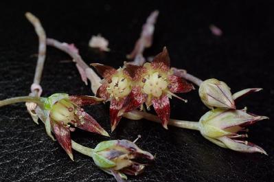 Graptopetalum macdougallii