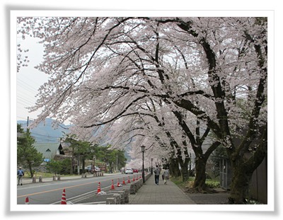 美しい桜並木の参道。