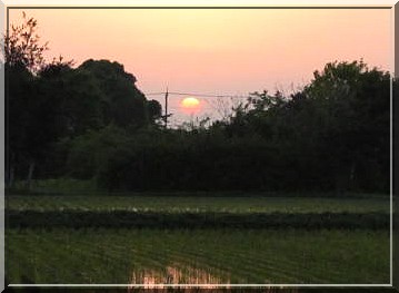 夕陽と田んぼ